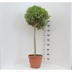 Ελιά ύψους 120cm Δέντρα Φυτώρια - e-fytonet.gr