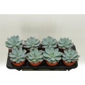 Εχεβέρια (Echeveria)