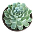 Εχεβέρια (Echeveria)