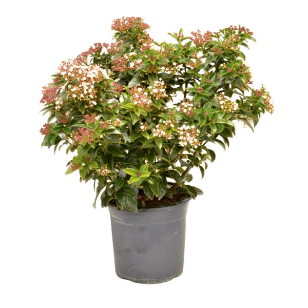 Βιβούρνο Βιβούρνο