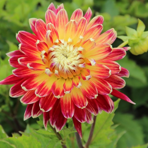 Ντάλια πορτοκαλί-κόκκινη Ντάλια πορτοκαλί-κόκκινη