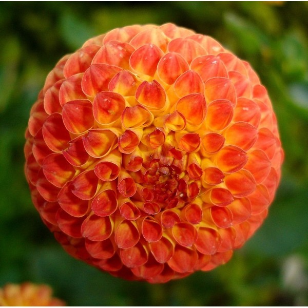 Ντάλια πορτοκαλί-κίτρινη Ντάλια πορτοκαλί-κίτρινη