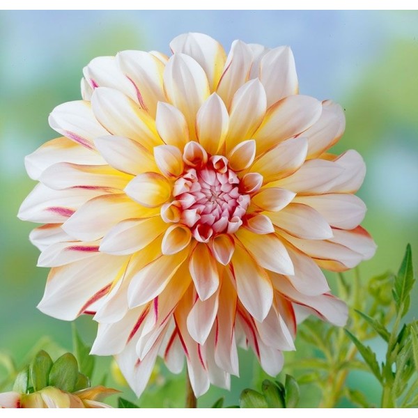 Ντάλια λευκή-κιτρινοκόκκινη Ντάλια λευκή-κιτρινοκόκκινη