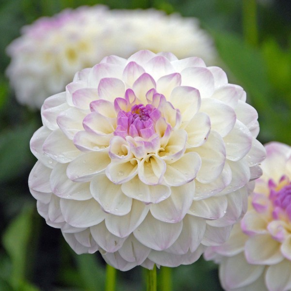 Ντάλια λευκή με ροζ καρδιά Ντάλια λευκή με ροζ καρδιά