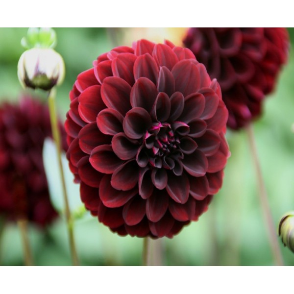 Ντάλια κόκκινη-μπορντό Ντάλια κόκκινη-μπορντό