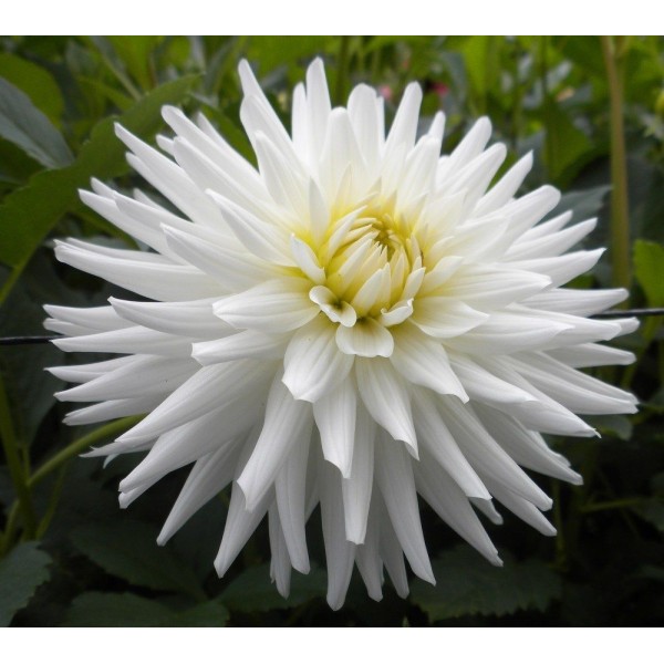 Ντάλια λευκή Λουλουδιών Φυτώρια - e-fytonet.gr