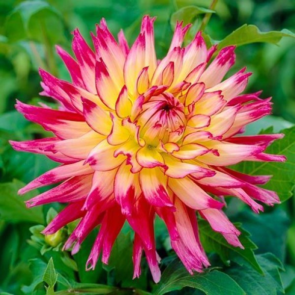 Ντάλια φούξια-κίτρινη Ντάλια φούξια-κίτρινη