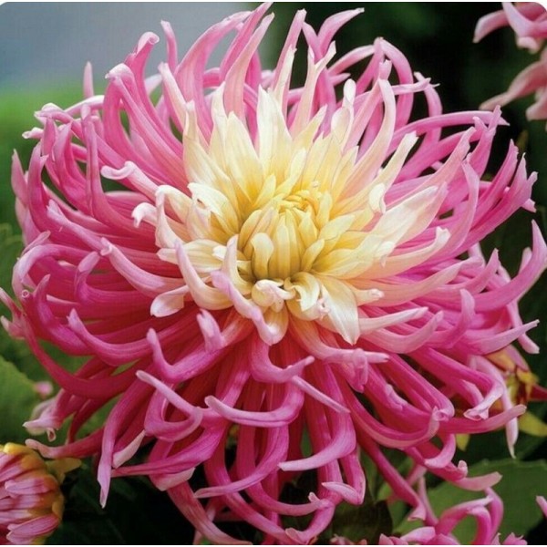 Ντάλια ροζ-κρεμ