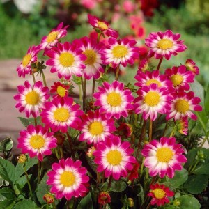 Ντάλια Sweetheart Λουλουδιών Φυτώρια - e-fytonet.gr