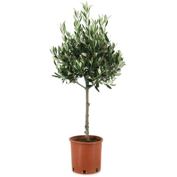 Ελιά ύψους 150cm