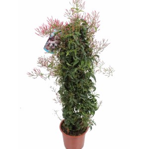 Γιασεμί Πολυανθές