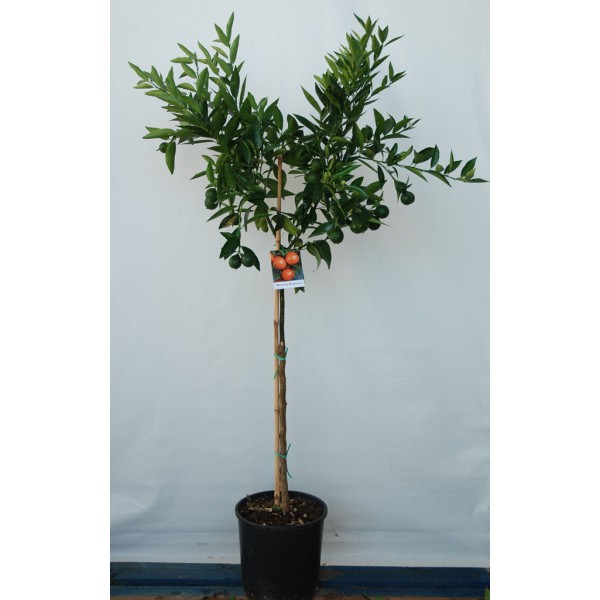 Μανταρινιά