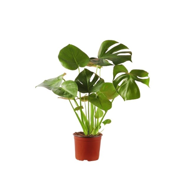 Μονστέρα Μονστέρα