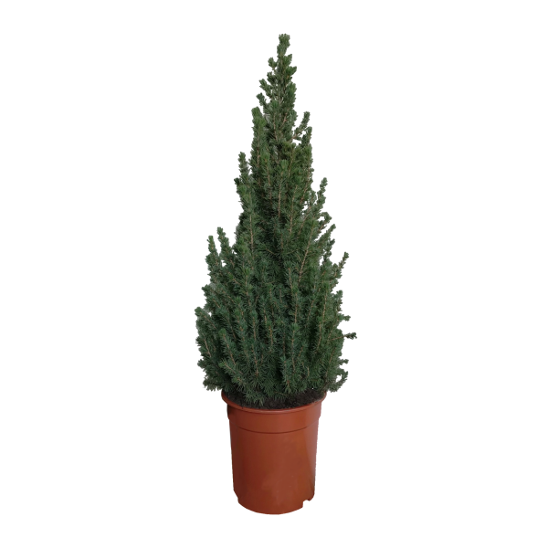 Ελατάκι picea  Ελατάκι picea