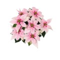 Αλεξανδρινό (Princettia Poinsettia) Αλεξανδρινό (Princettia Poinsettia)