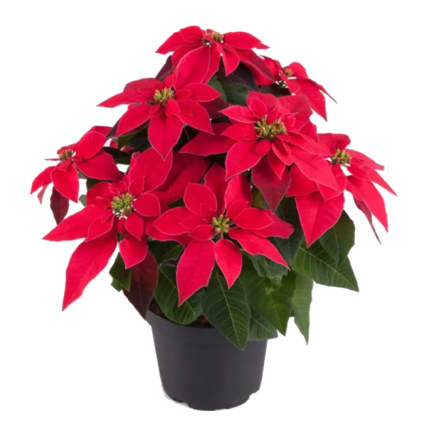 Αλεξανδρινό (Princettia Poinsettia) Αλεξανδρινό (Princettia Poinsettia)