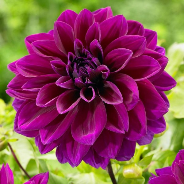 Ντάλια φούξια Ντάλια φούξια