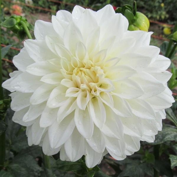 Ντάλια White Perfection Ντάλια White Perfection